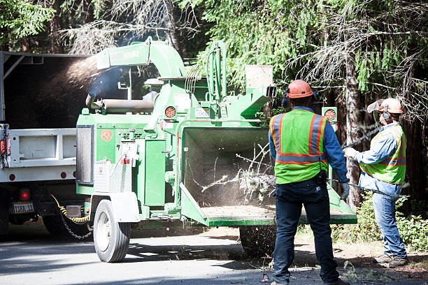 Best Palm Tree Trimming  in Ripley, MS